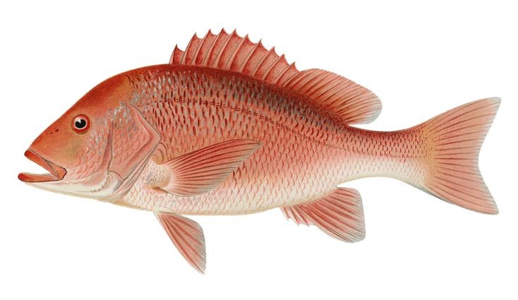red snapper